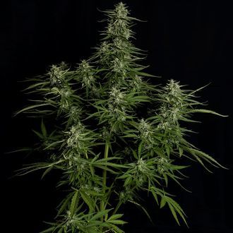 Titan F1 Samonakvétací (Royal Queen Seeds) Feminizovaná