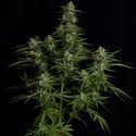 Titan F1 Samonakvétací (Royal Queen Seeds) Feminizovaná