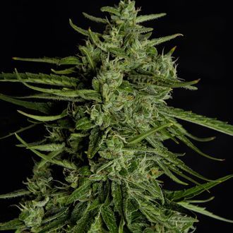 Titan F1 Samonakvétací (Royal Queen Seeds) Feminizovaná