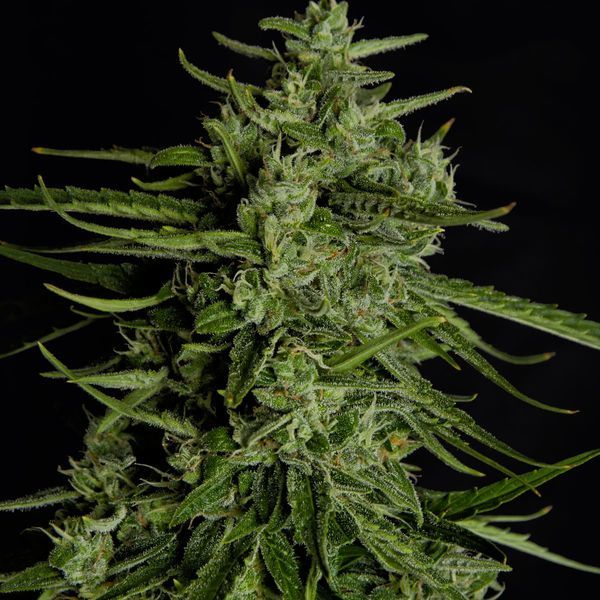 Titan F1 Samonakvétací (Royal Queen Seeds) Feminizovaná