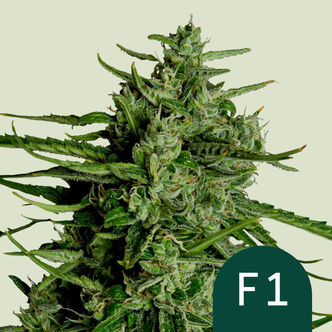 Titan F1 Samonakv&eacute;tac&iacute; (Royal Queen Seeds) Feminizovan&aacute;