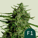 Titan F1 Samonakvétací (Royal Queen Seeds) Feminizovaná