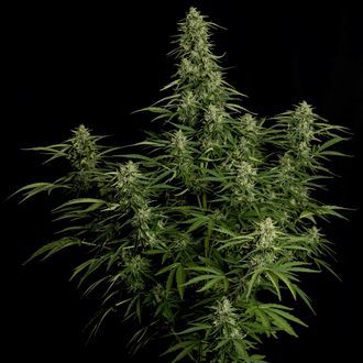 Milky Way F1 Samonakvétací (Royal Queen Seeds) feminizovaná
