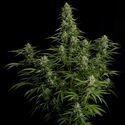 Milky Way F1 Samonakvétací (Royal Queen Seeds) feminizovaná