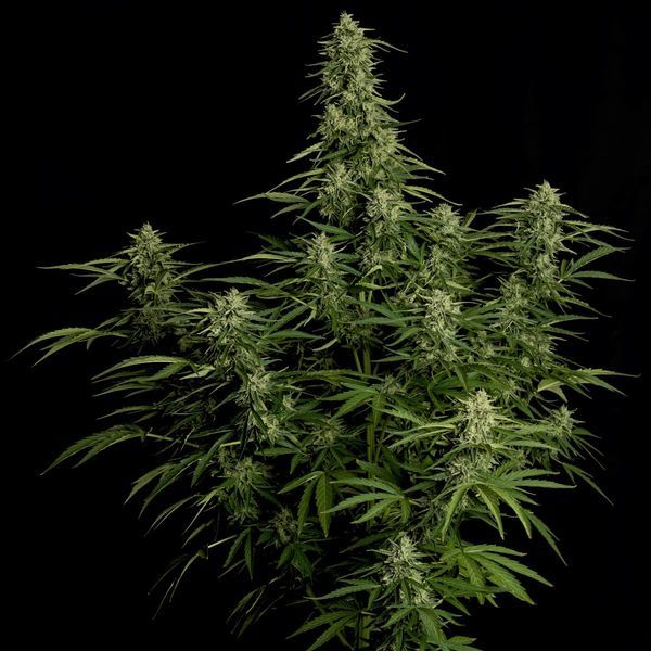 Milky Way F1 Samonakvétací (Royal Queen Seeds) feminizovaná