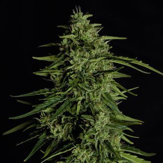 Milky Way F1 Samonakvétací (Royal Queen Seeds) feminizovaná