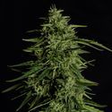 Milky Way F1 Samonakvétací (Royal Queen Seeds) feminizovaná