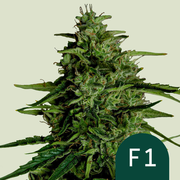 Milky Way F1 Samonakvétací (Royal Queen Seeds) feminizovaná