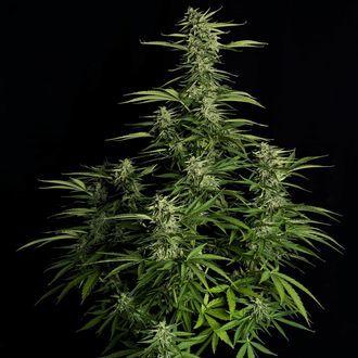 Orion F1 Auto (Royal Queen Seeds) feminizovaná