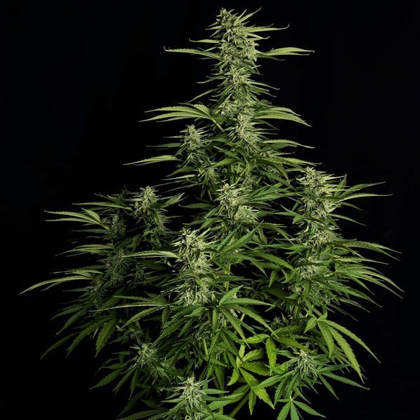 Orion F1 Auto (Royal Queen Seeds) feminizovaná