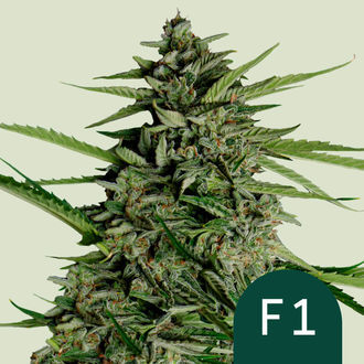 Orion F1 Auto (Royal Queen Seeds) feminizovaná