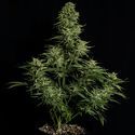 Cosmos F1 CBD Samonakvétací (Royal Queen Seeds) Feminizovaná