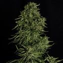 Cosmos F1 CBD Samonakvétací (Royal Queen Seeds) Feminizovaná