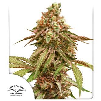 Tropical Tangie (Dutch Passion) feminizovan&aacute;