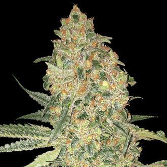 Bruce Banner (Advanced Seeds) feminizovan&aacute;