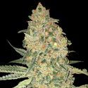 Bruce Banner (Advanced Seeds) feminizovaná