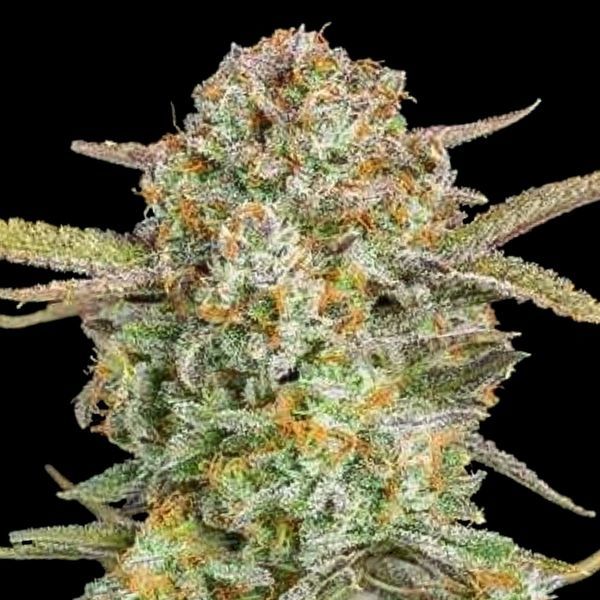 Auto Bruce Banner XXL (Advanced Seeds) feminizovaná