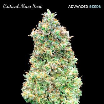Critical Mass Fast (Advanced Seeds) feminizovan&aacute;