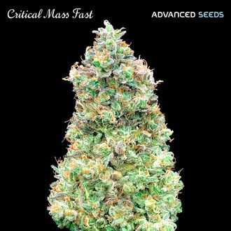 Critical Mass Fast (Advanced Seeds) feminizovan&aacute;