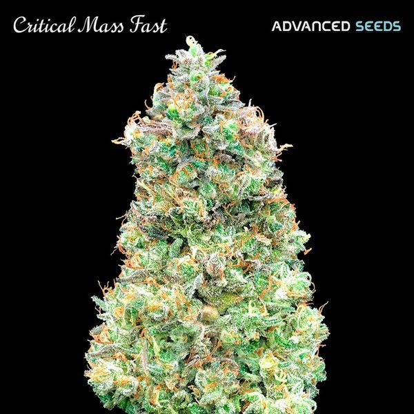 Critical Mass Fast (Advanced Seeds) feminizovaná