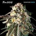 Fire DOG (Advanced Seeds) feminizované