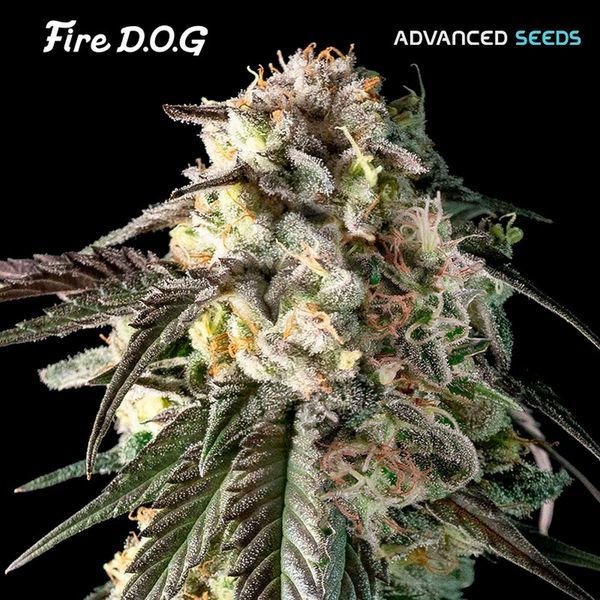 Fire DOG (Advanced Seeds) feminizované