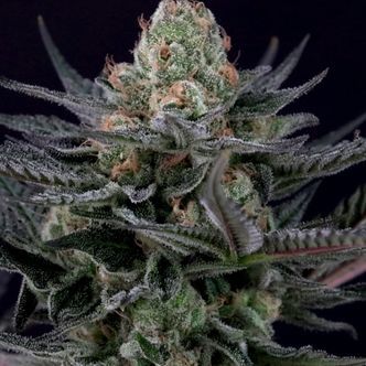 Caramba (Paradise Seeds) feminizovan&aacute;