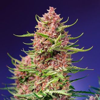 Strawberry Cola Sherbet F1 Fast Version (Sweet Seeds) feminizovan&aacute;