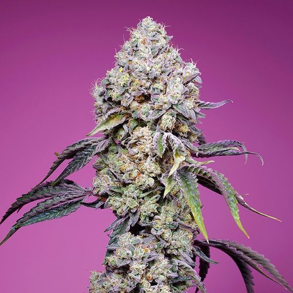 Sweet Mandarine Zkittlez F1 Fast Version (Sweet Seeds) feminizovaná