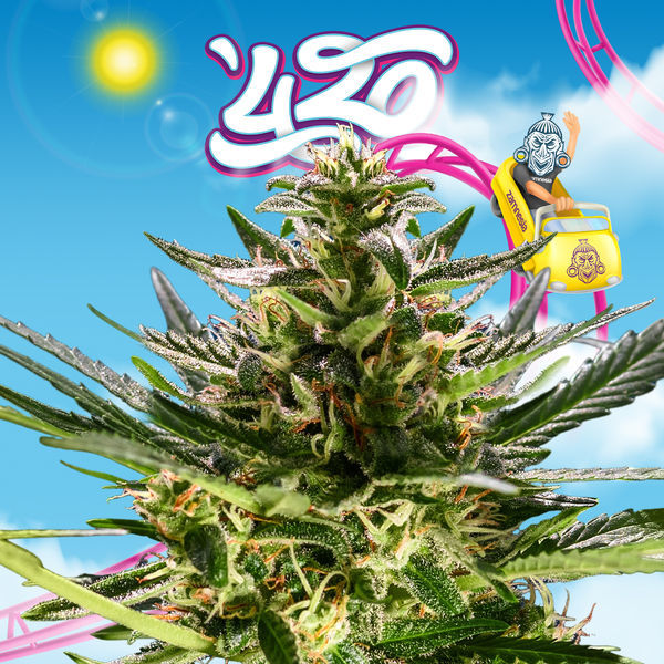 Rollercoaster Haze (Zamnesia Seeds) feminizovaná
