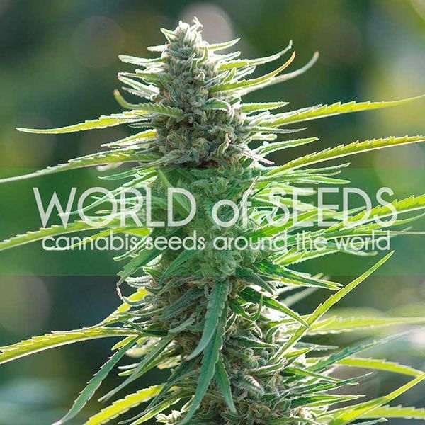 Colombian Gold (World of Seeds) feminizované