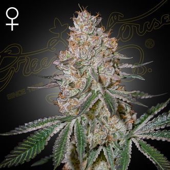 HighCloudZ (Greenhouse Seeds) feminizovan&aacute;