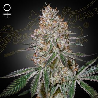 HighCloudZ (Greenhouse Seeds) feminizovan&aacute;