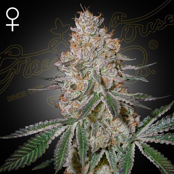 HighCloudZ (Greenhouse Seeds) feminizovaná