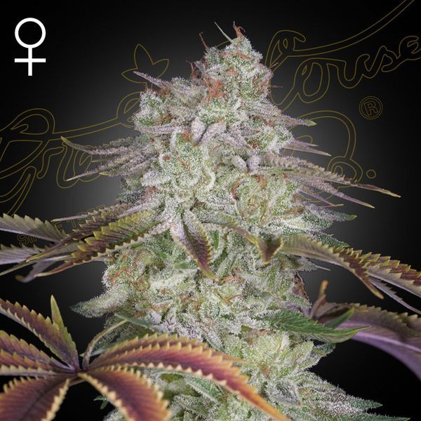 AlienZ (Greenhouse Seeds) feminizovaná