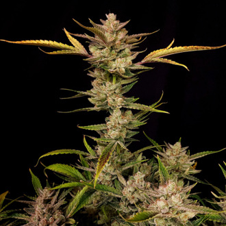 Ztrawberriez Samonakvétací (FastBuds) feminizovaná