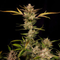 Ztrawberriez Samonakvétací (FastBuds) feminizovaná