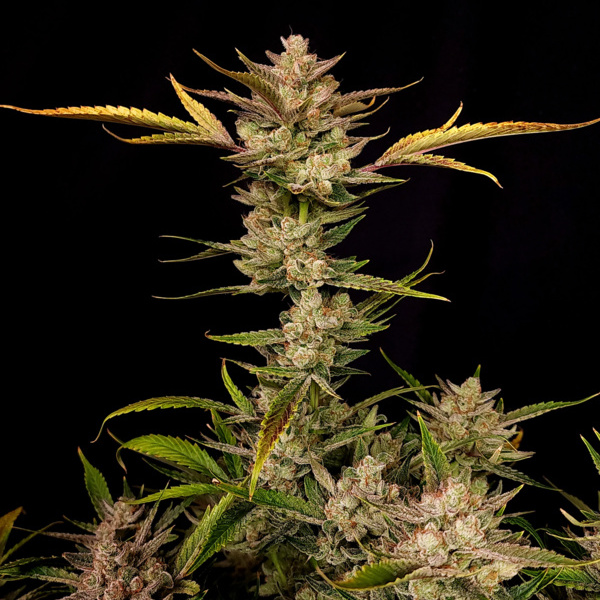 Ztrawberriez Samonakvétací (FastBuds) feminizovaná
