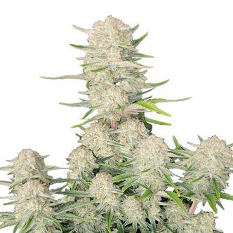 Apricot Samonakv&eacute;tac&iacute; (FastBuds) feminizovan&aacute;