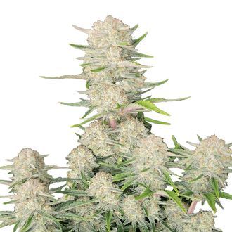 Apricot Samonakv&eacute;tac&iacute; (FastBuds) feminizovan&aacute;