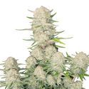 Apricot Samonakvétací (FastBuds) feminizovaná
