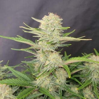 Apricot Samonakvétací (FastBuds) feminizovaná