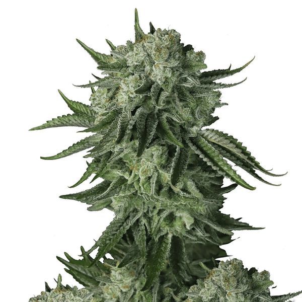 Moby Dick Original Auto (FastBuds) feminizovaná