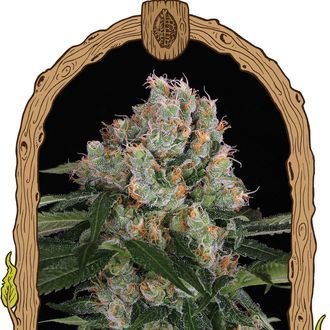 Artic Flurry (Exotic Seed) feminizovan&aacute;