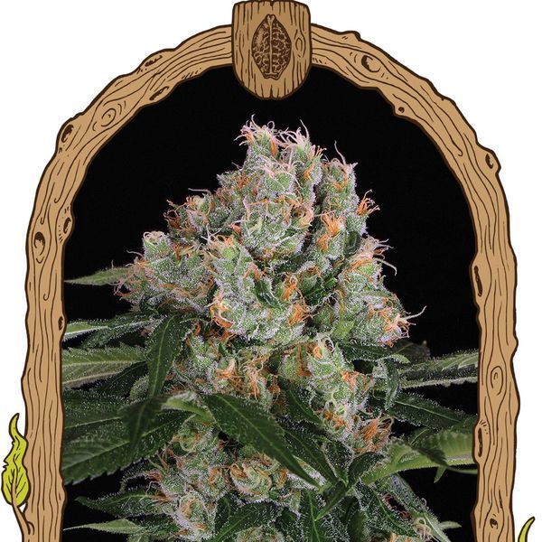 Artic Flurry (Exotic Seed) feminizovaná