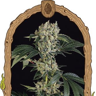 Sugar Larry (Exotic Seed) feminizovan&aacute;