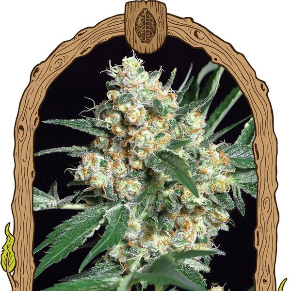 Honey Mints (Exotic Seed) feminizovaná