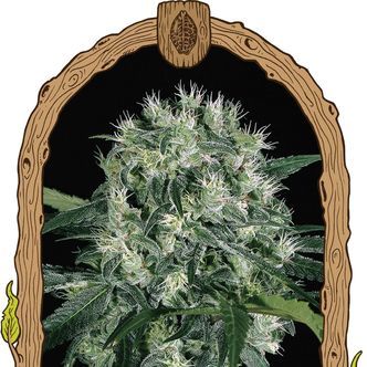 Pink Hokkaido (Exotic Seed) feminizovan&aacute;