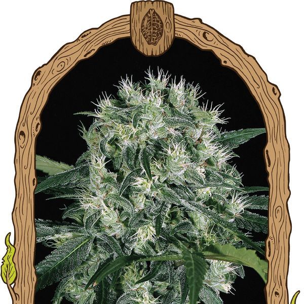 Pink Hokkaido (Exotic Seed) feminizovaná