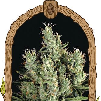 Tangerine Band (Exotic Seed) feminizovan&aacute;